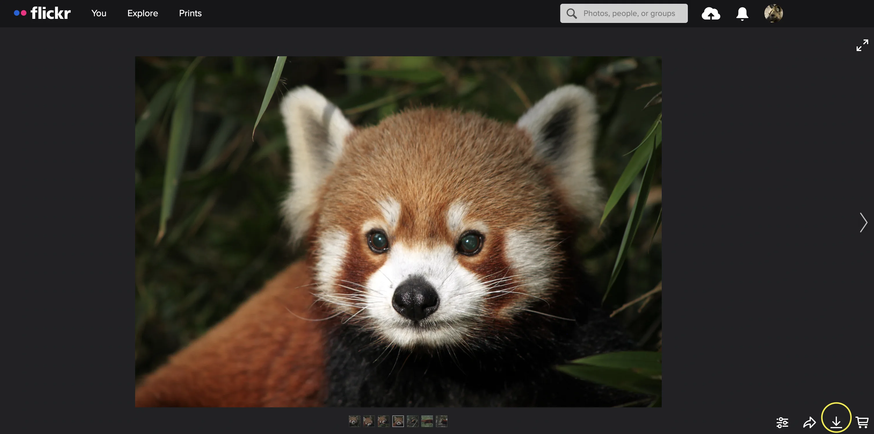 Screenshot of the Flow Flickr account with a Red Panda