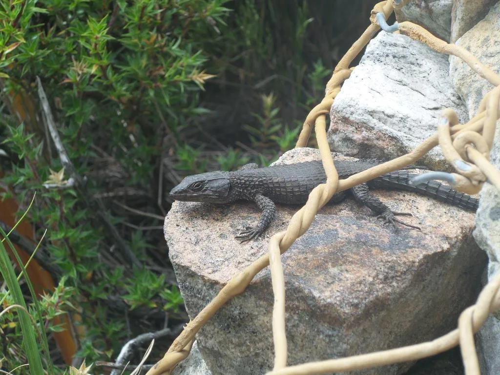 1417585 10151667486856513 1165107579 O