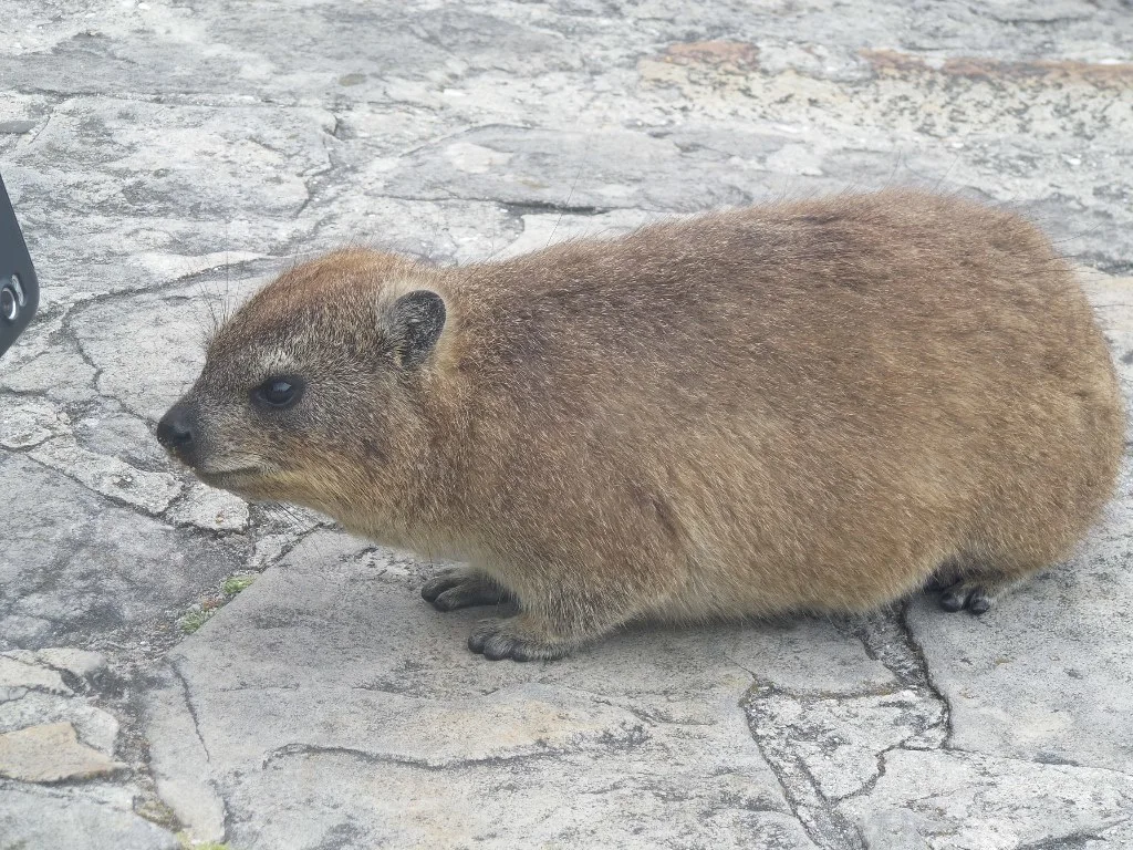 893529 10151667488026513 1778416250 O