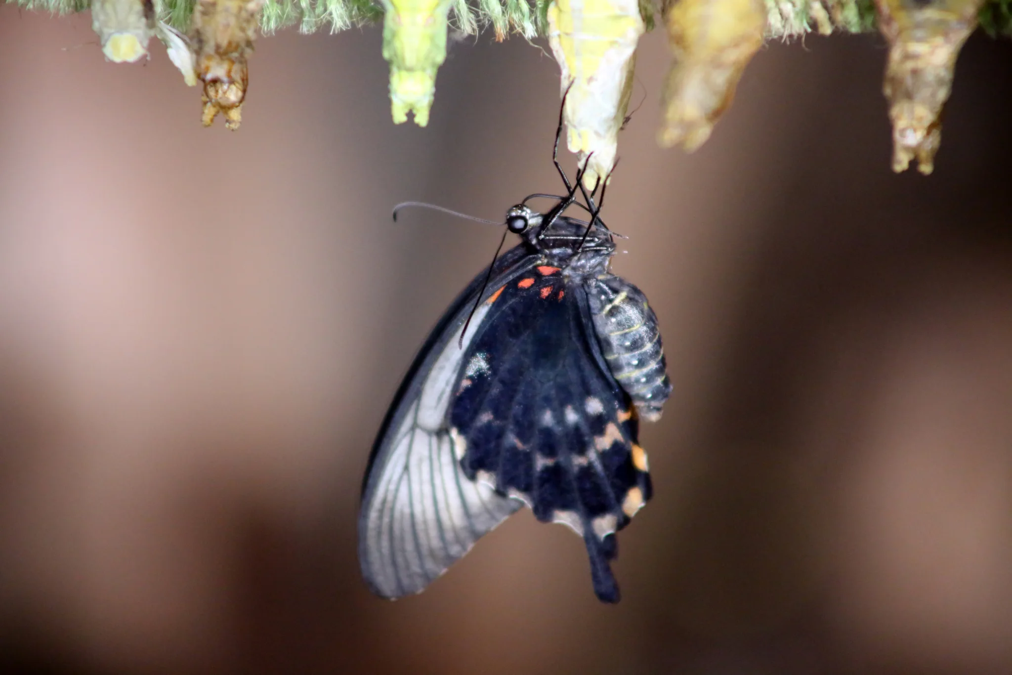 Butterfly World 11