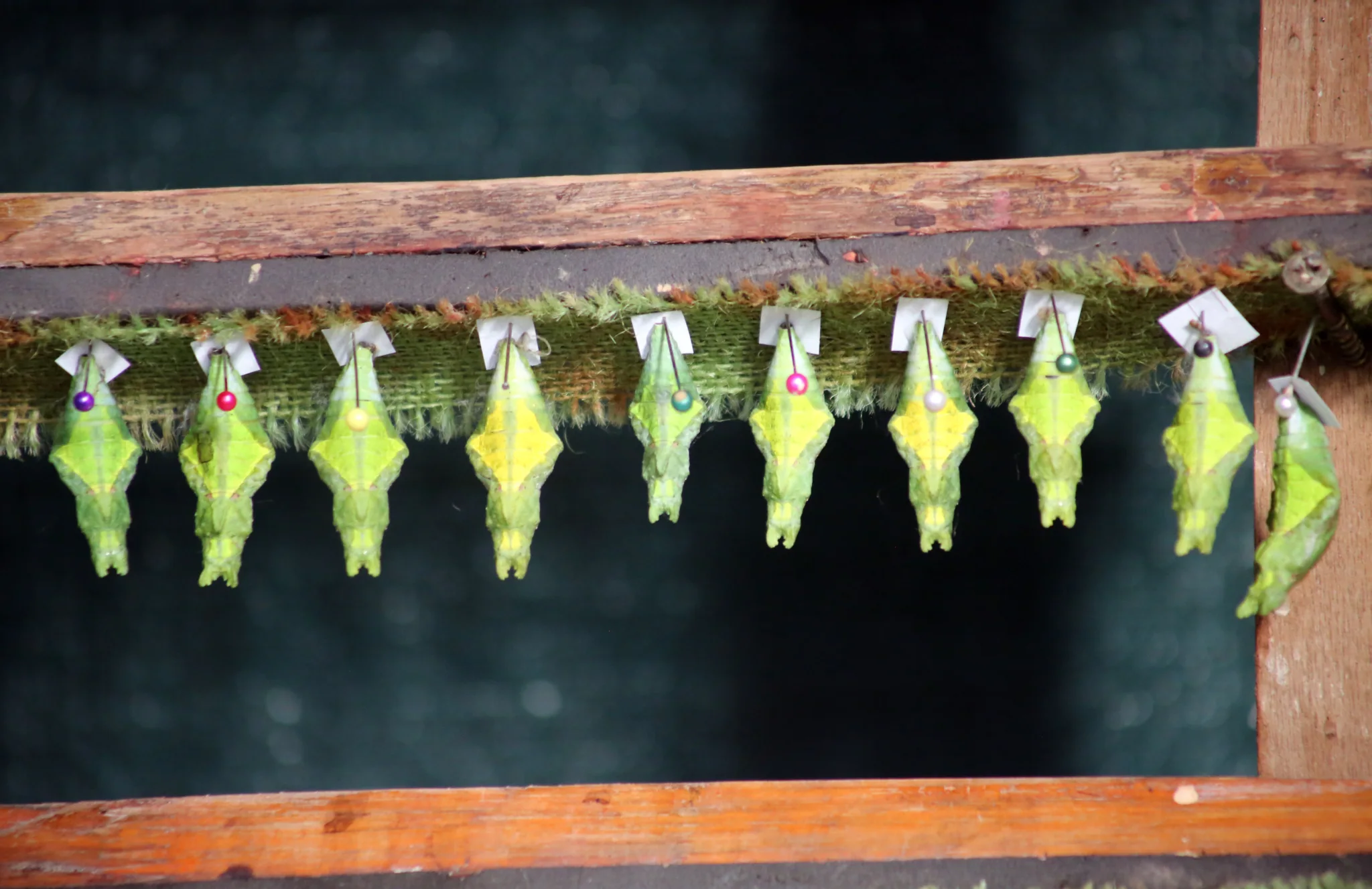 Butterfly World 9