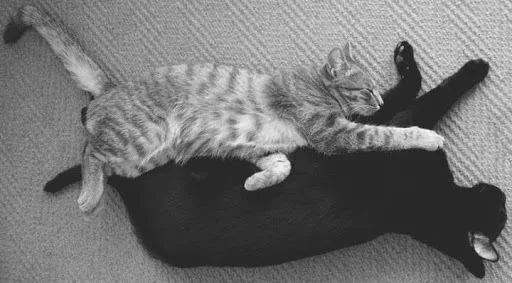 Cheshire and Silhouette