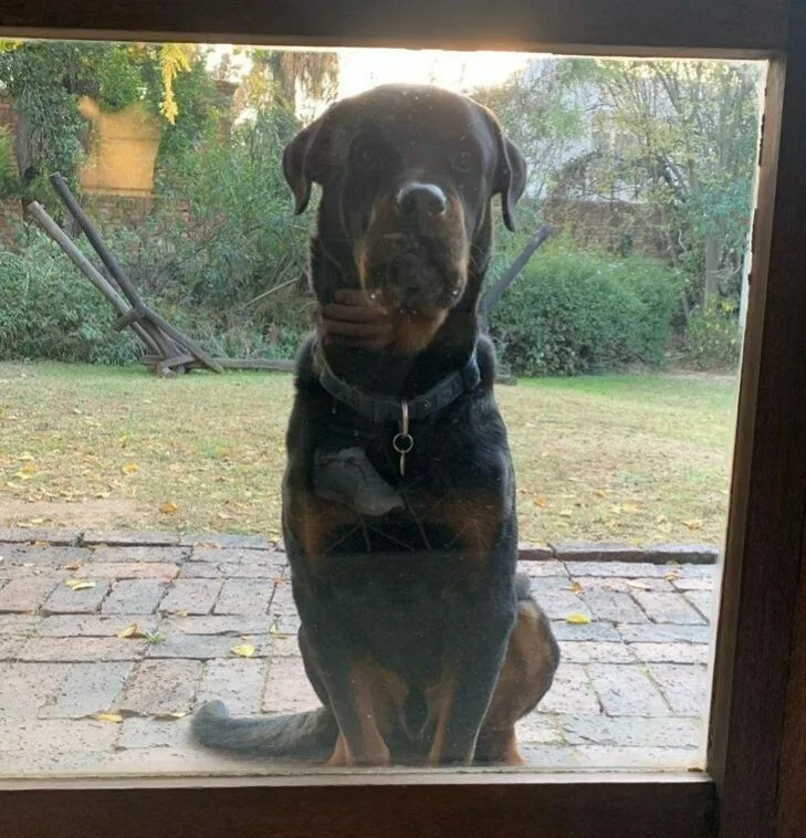 Dexter the dog cropped