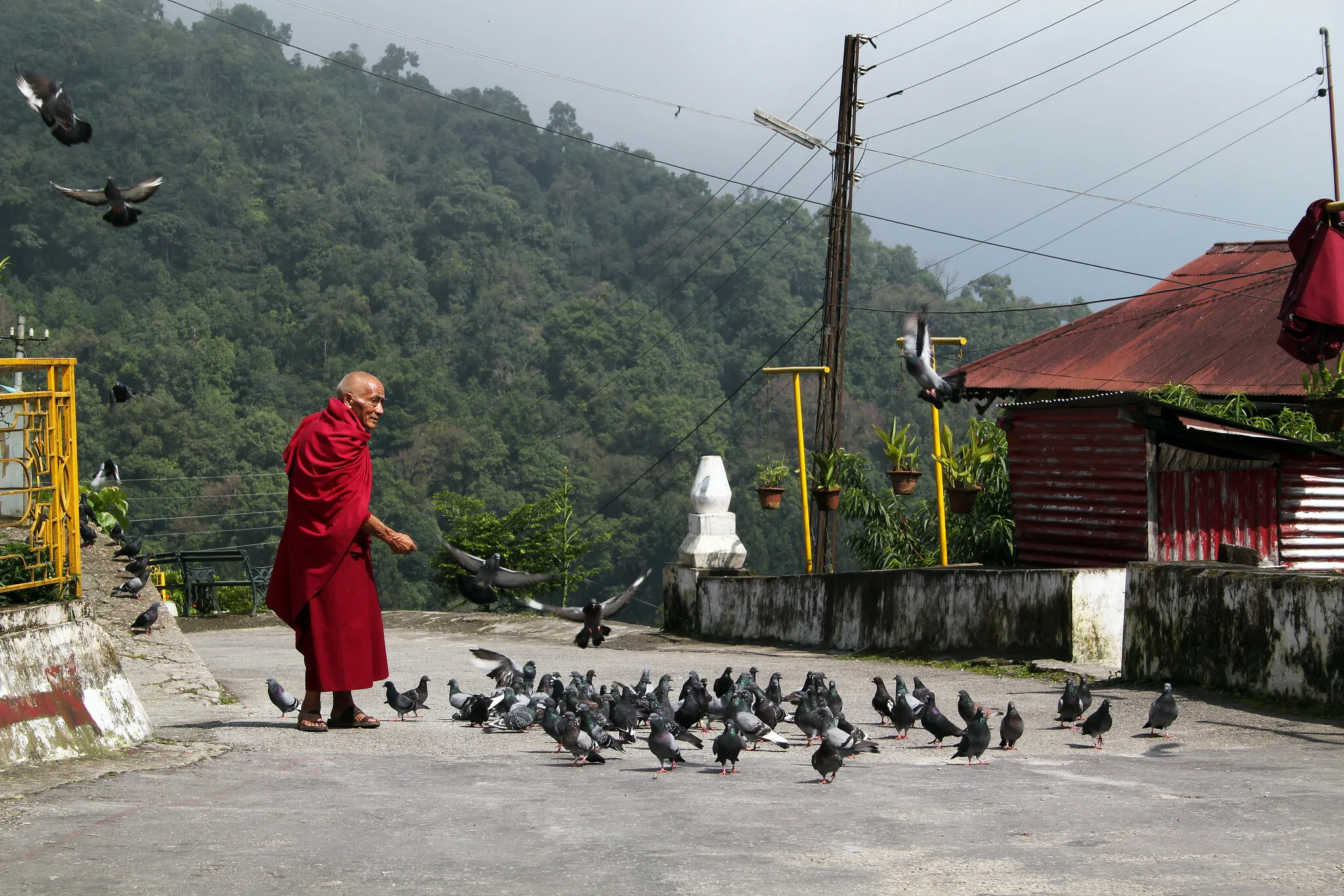 Flow Communications has uploaded more than 50 000 photos to its Flickr account. Pictured is a monk feeding pigeons in India