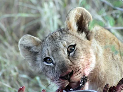 Lion Cub With Bloody Whiskers
