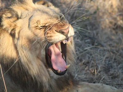 Lion Yawning