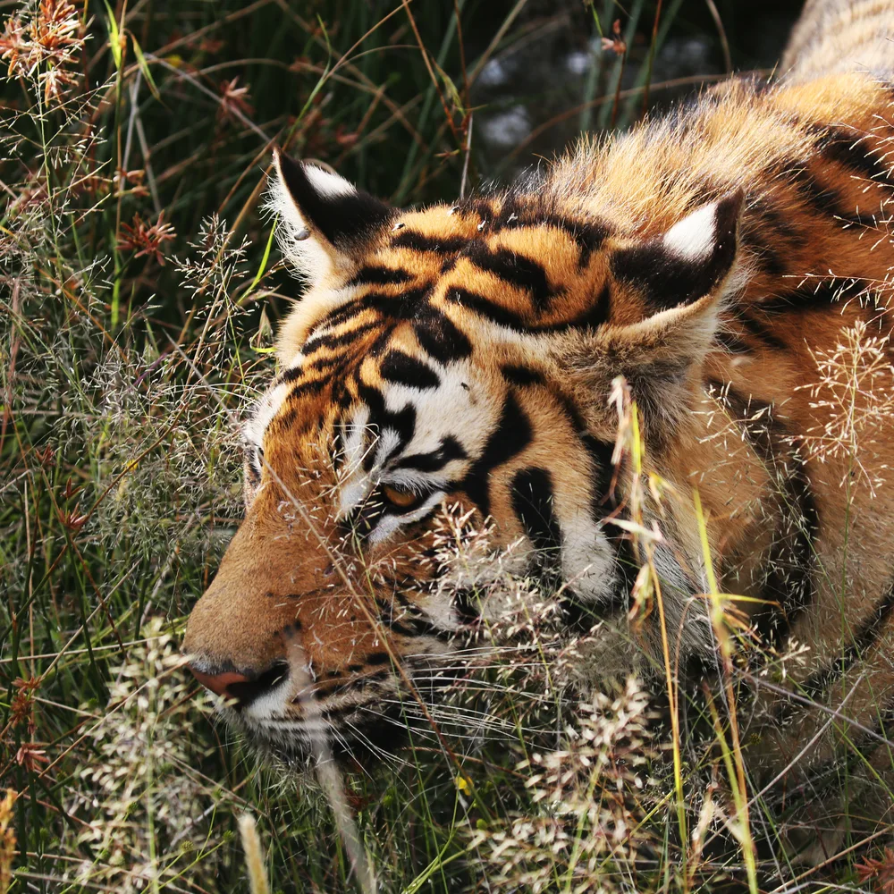 Tiger Canyon, South Africa.