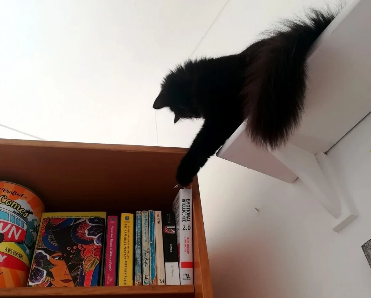 Tokio the cat cropped