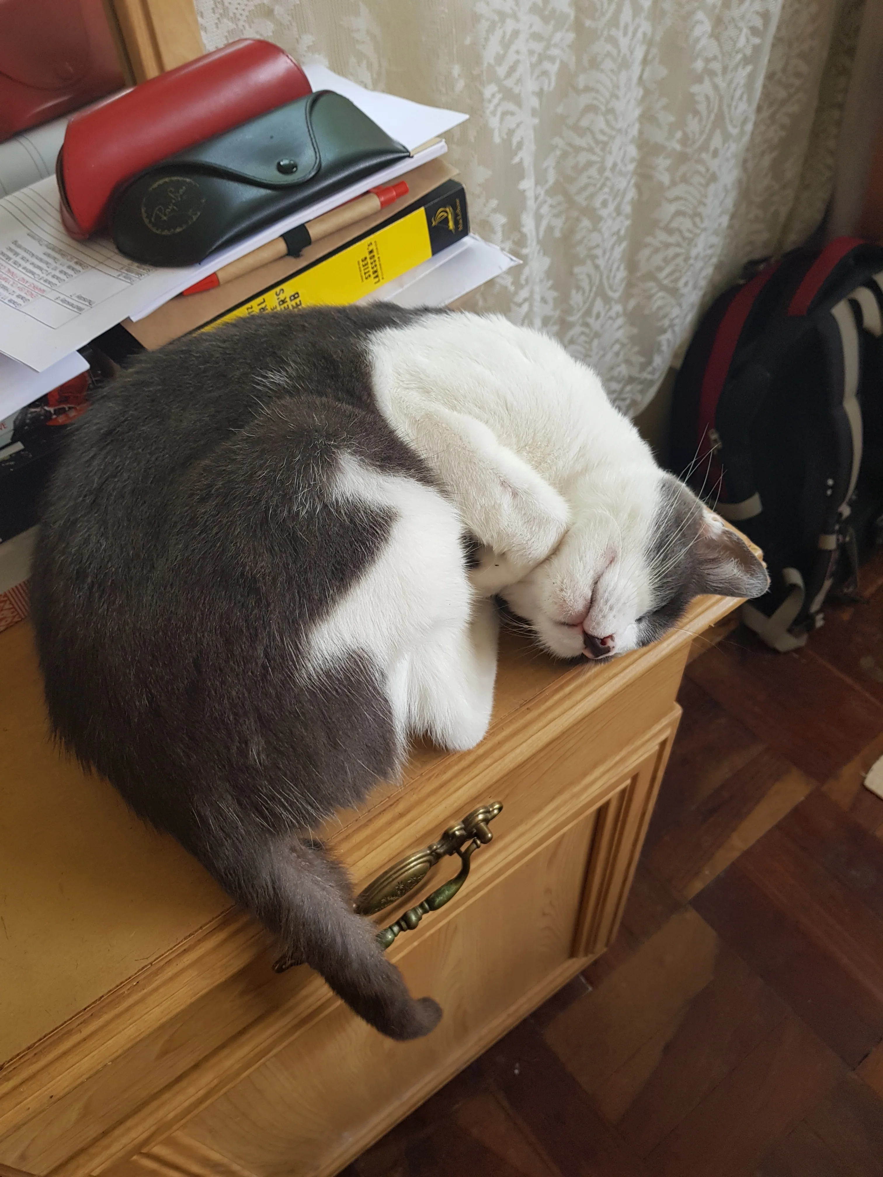 edwina's cat cinder