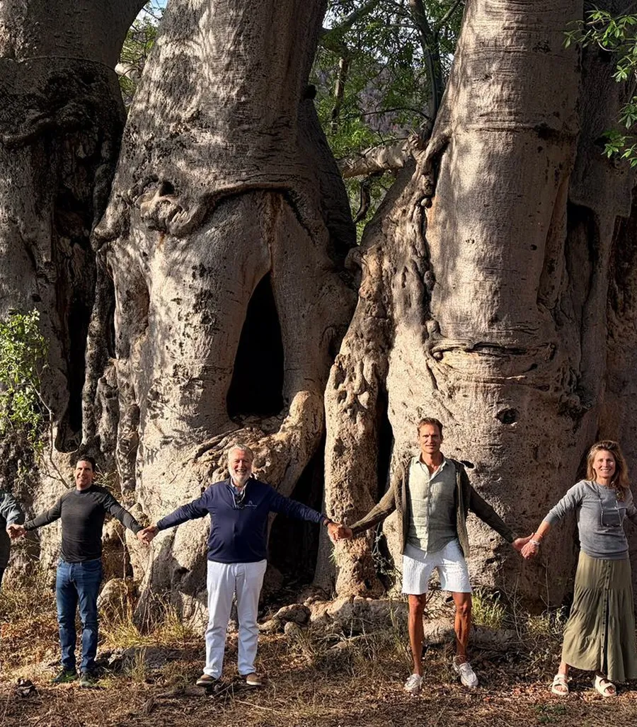 Meet families of ancient trees