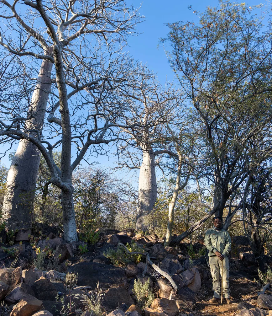 Walk among giants