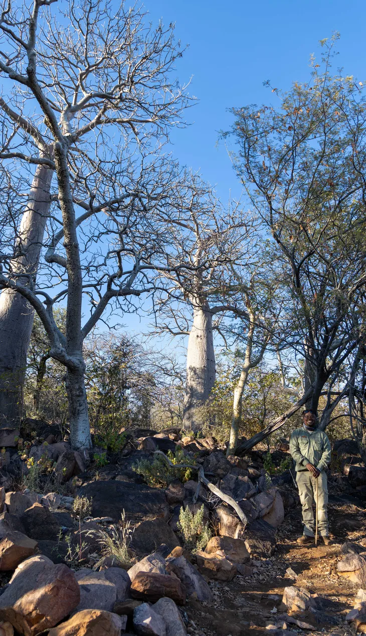 Walking among giants