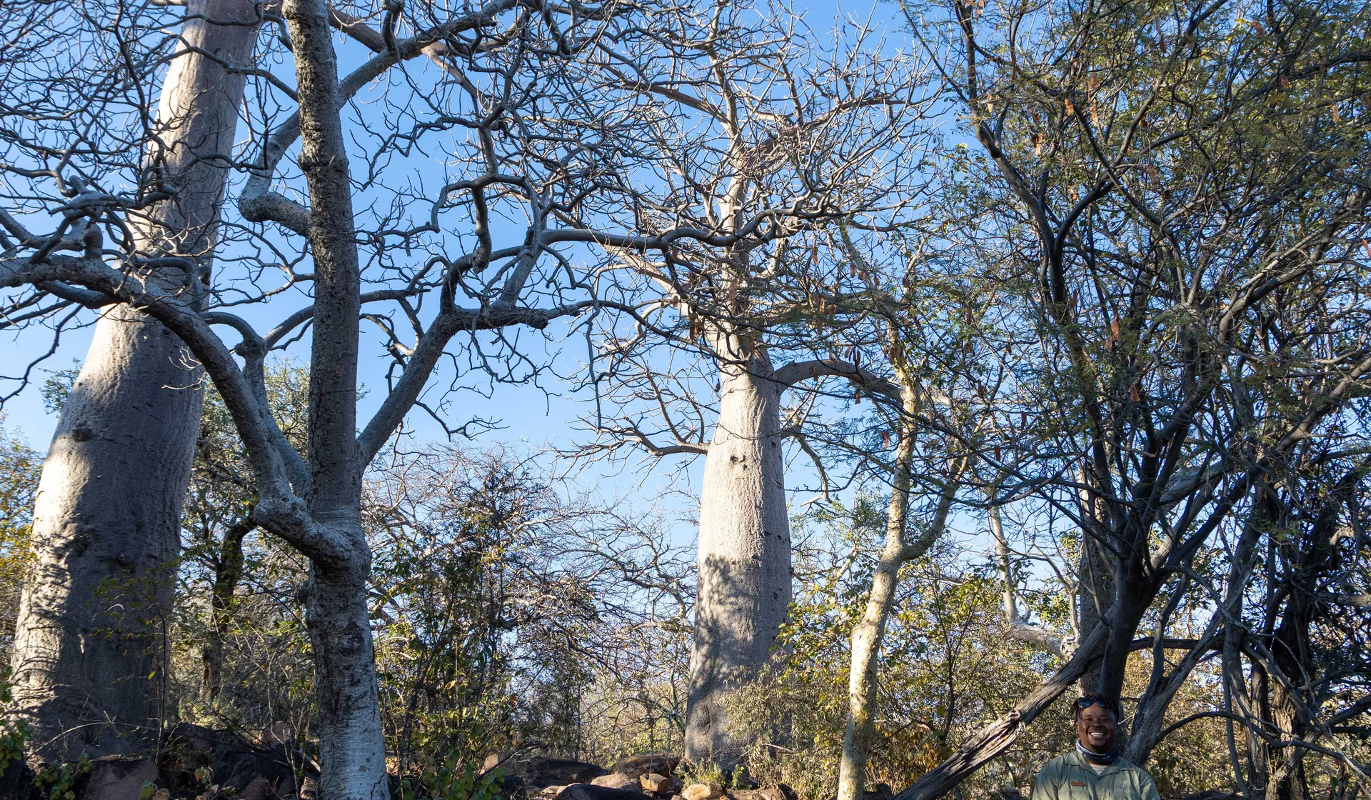 Walk among giants