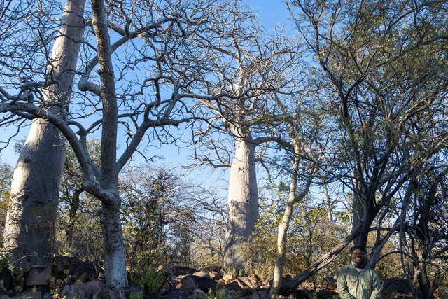 Walking among giants