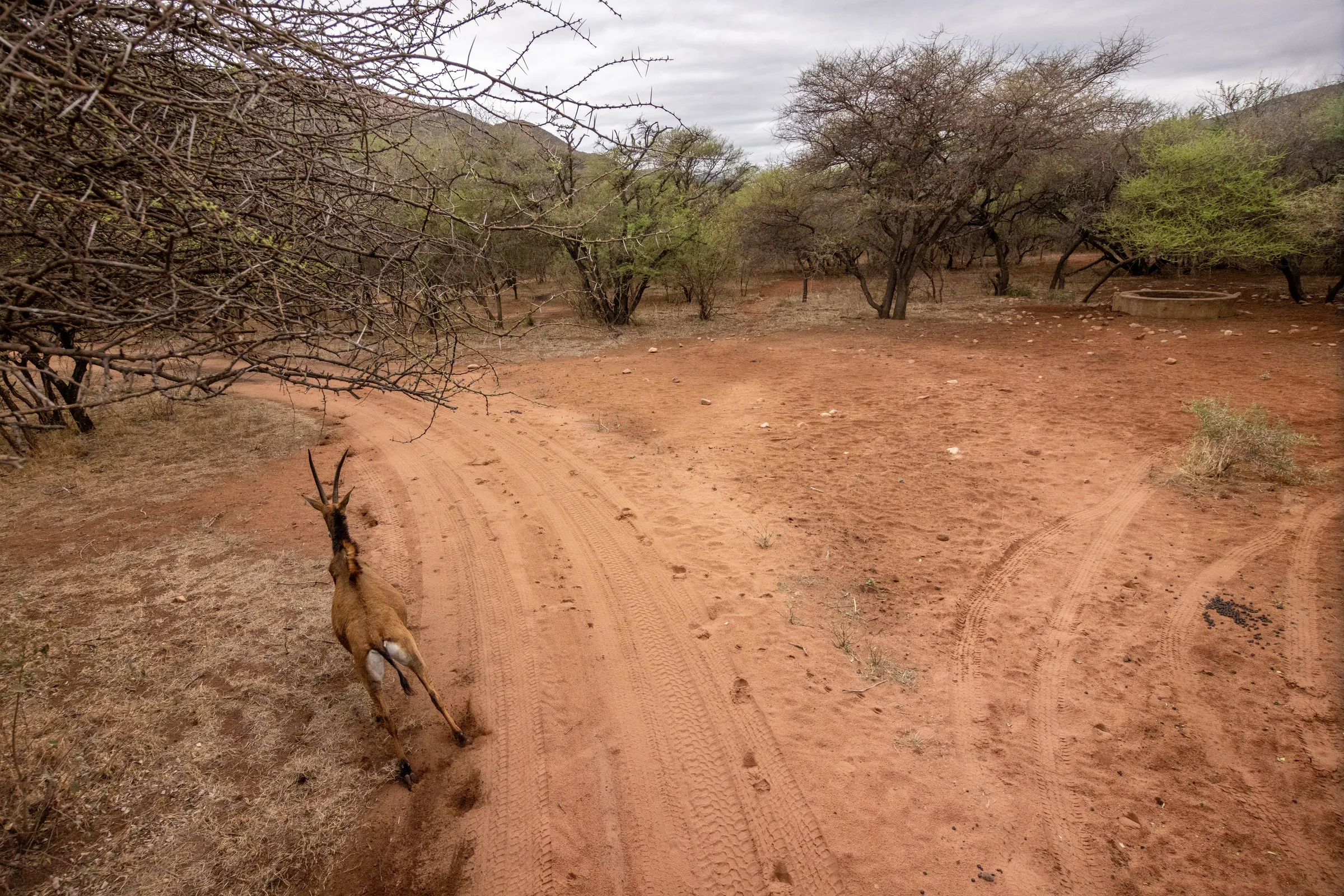 Conservation dawn 31