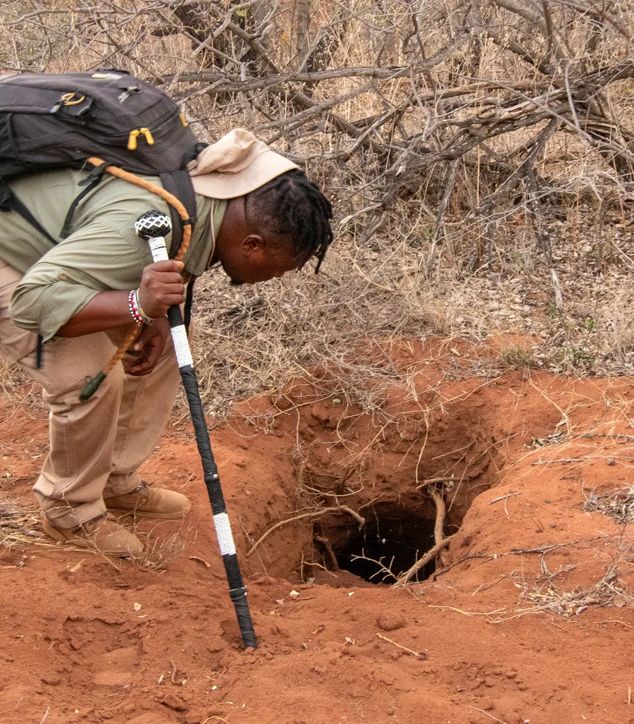 Sweep for snares, set camera traps