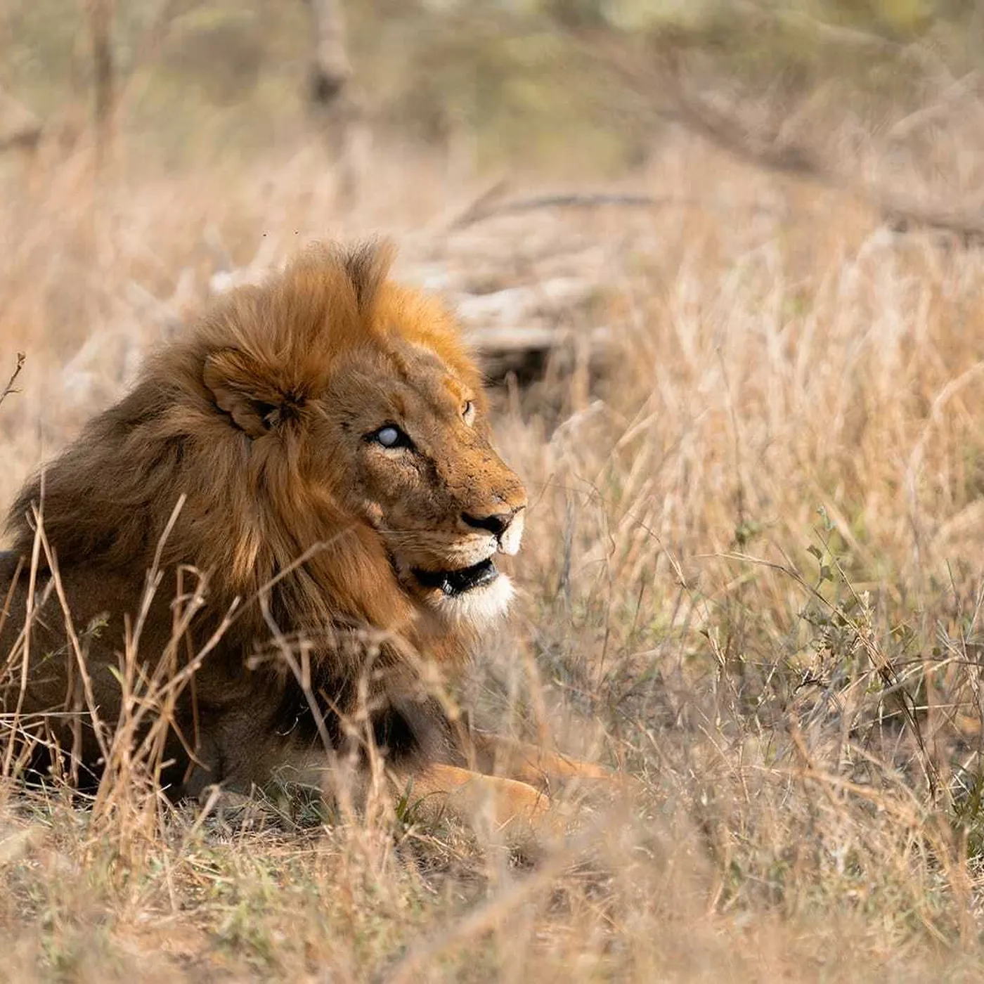 Exploring Thornybush Game Reserve, South Africa