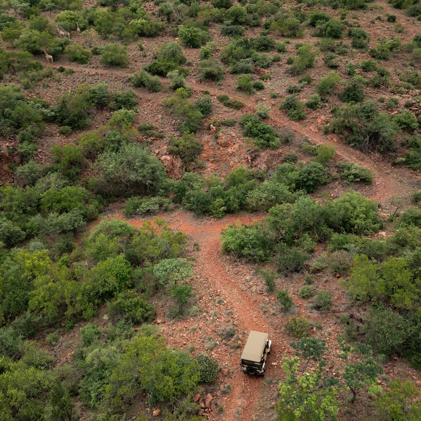 Conservation Experiences & Wildlife Tracking in Soutpansberg Mountains, South Africa