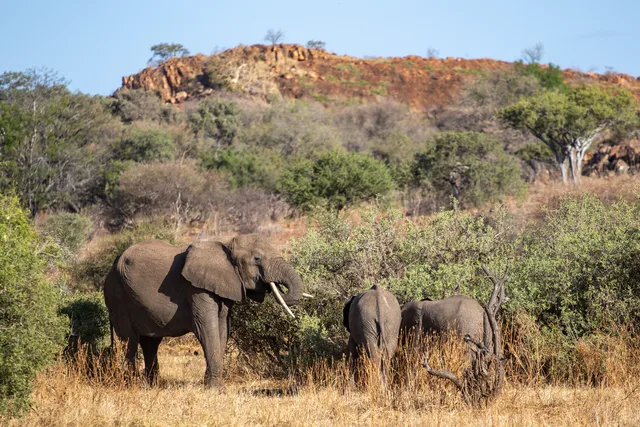 Mapungubwe game drive experience