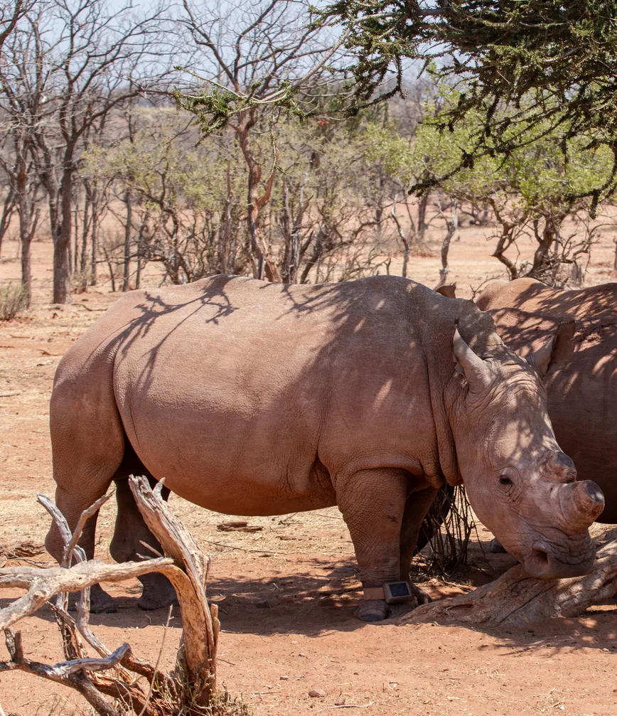 Track endangered species on foot