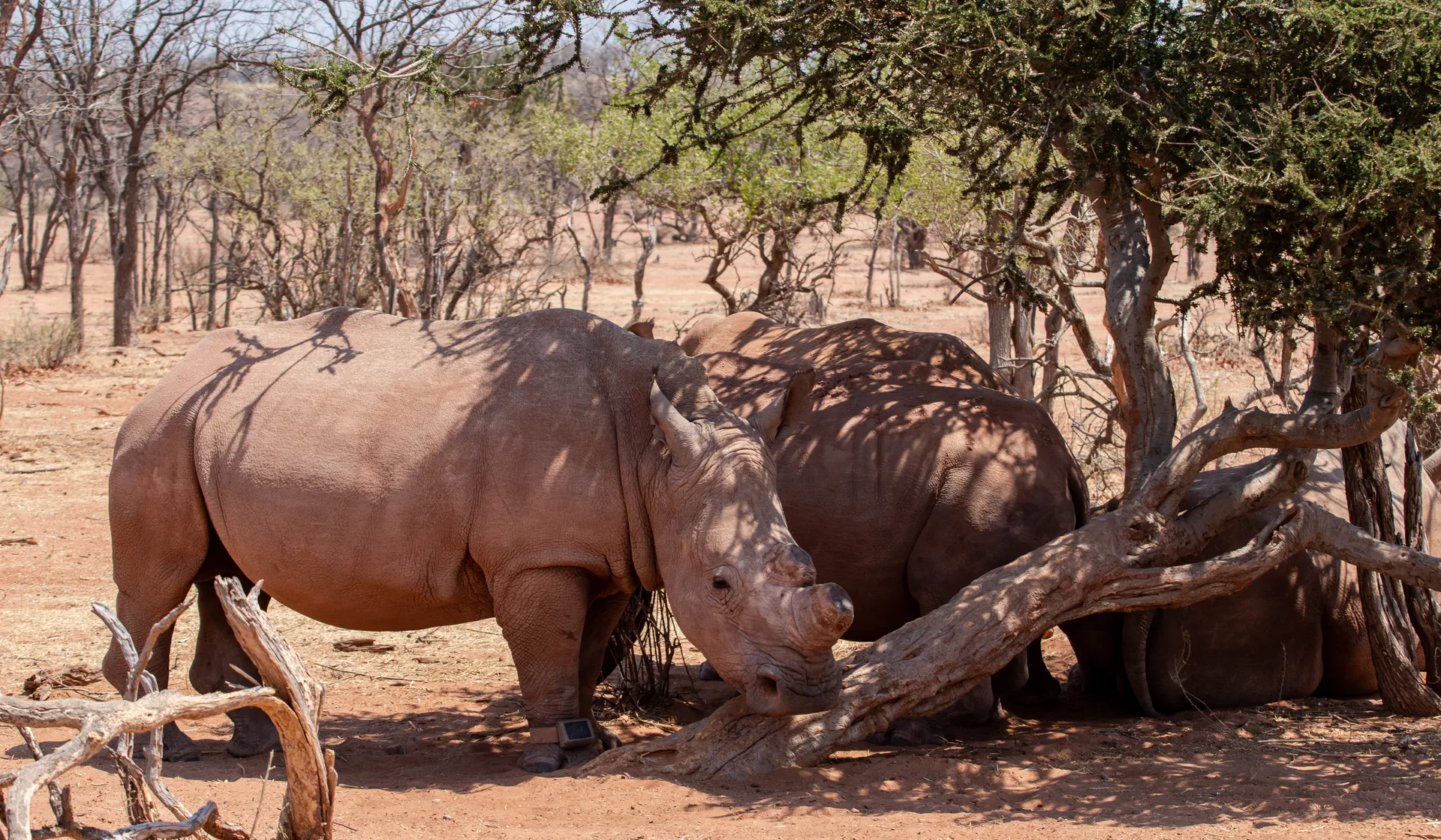 Track endangered species on foot