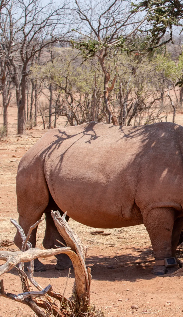 Endangered wildlife tracking experience
