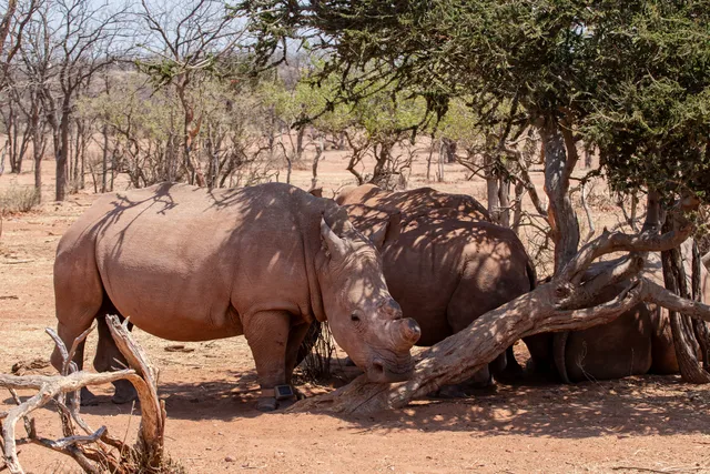 Endangered wildlife tracking experience