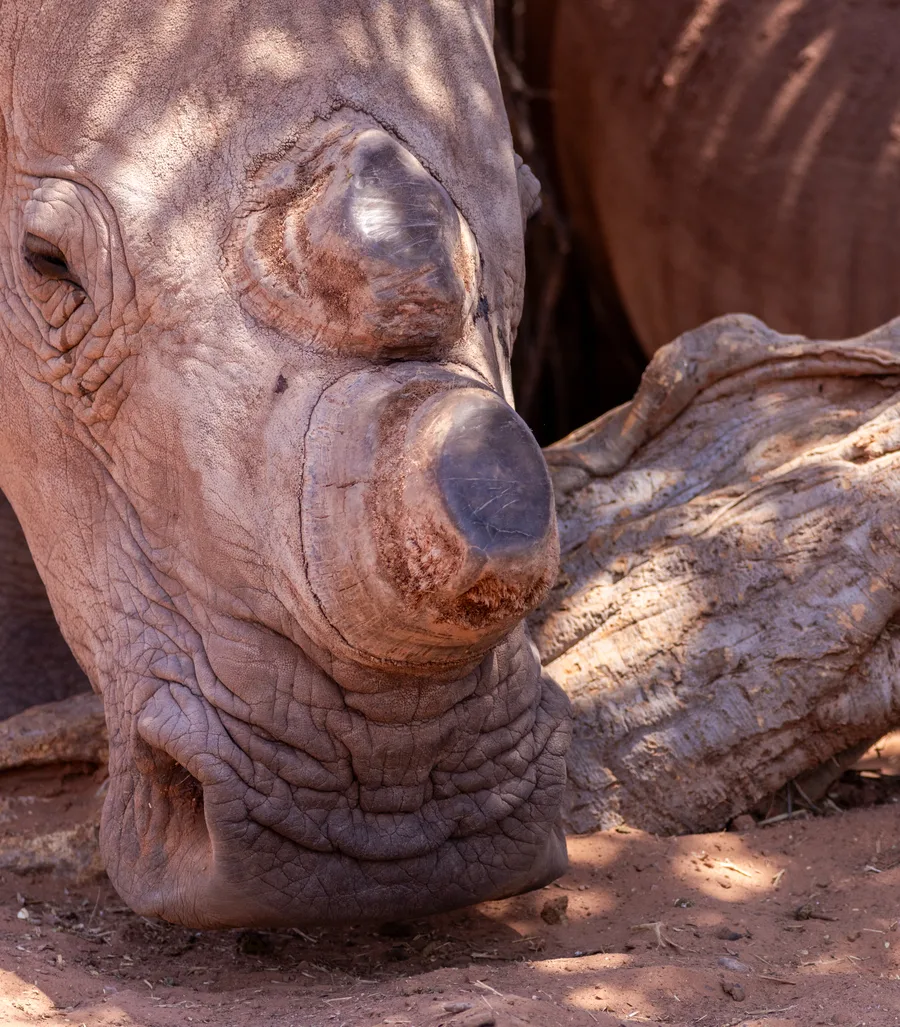 Experience the reality of wildlife protection