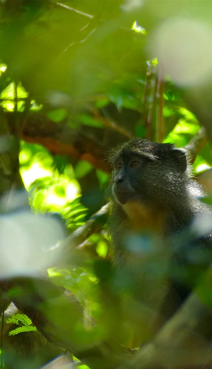 samango monkeys