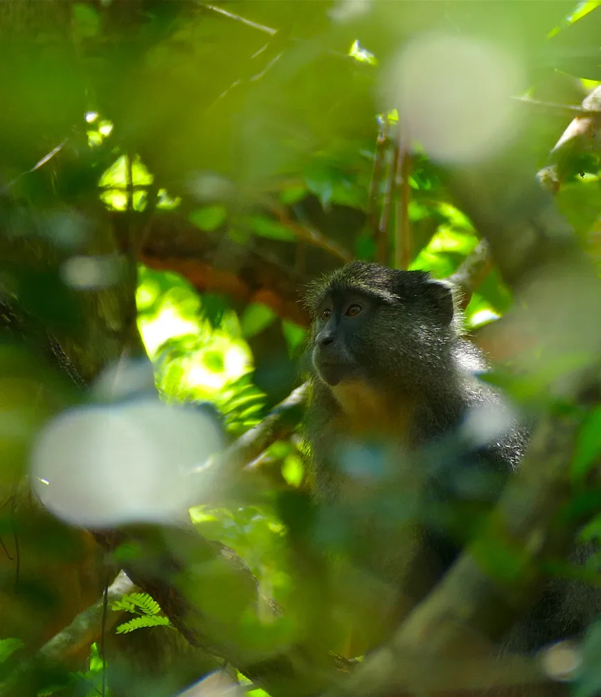 Meet samango monkeys