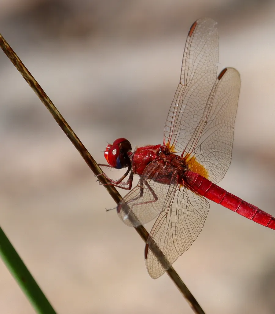 A vibrant, micro-ecological world of astonishing detail