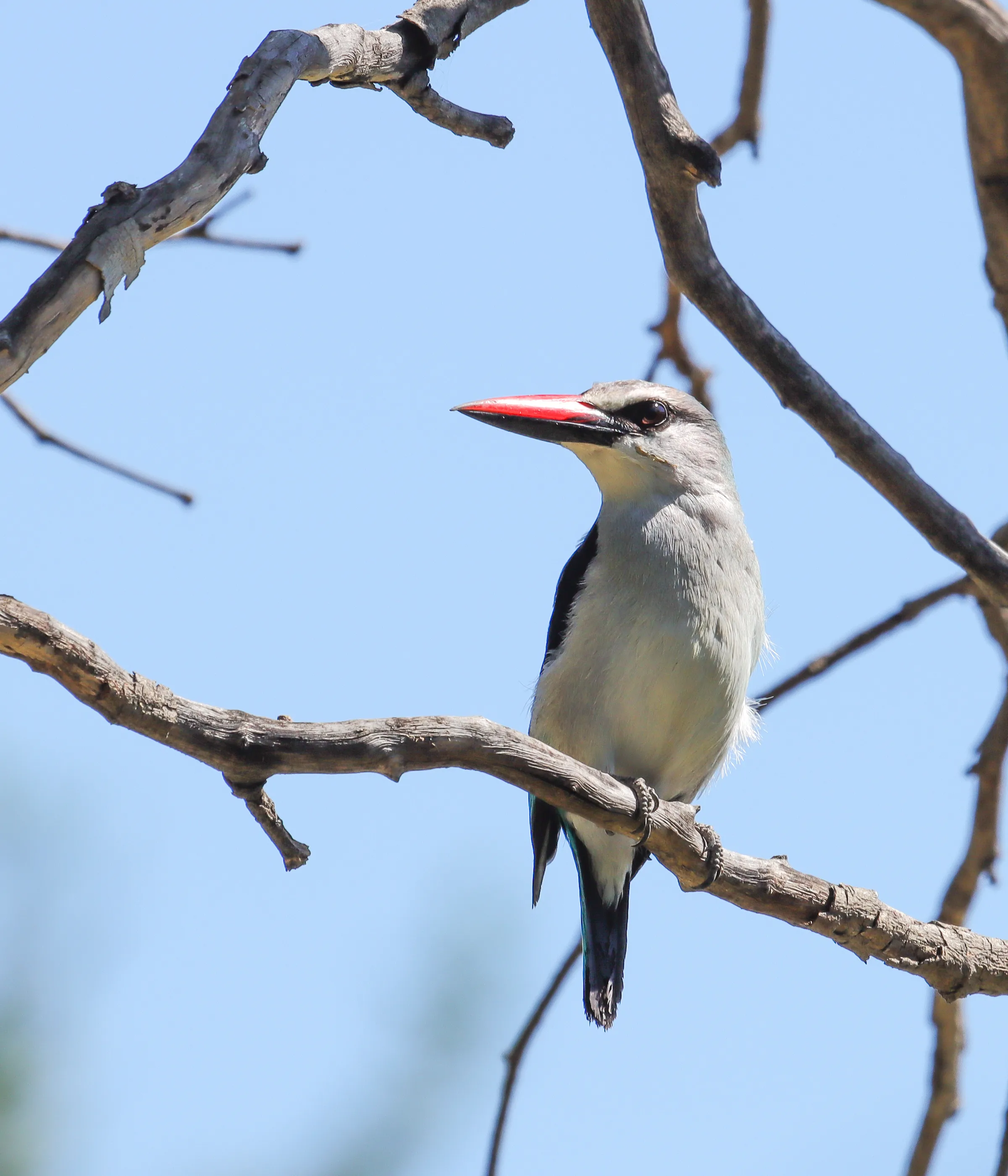Woodland Kingfisher