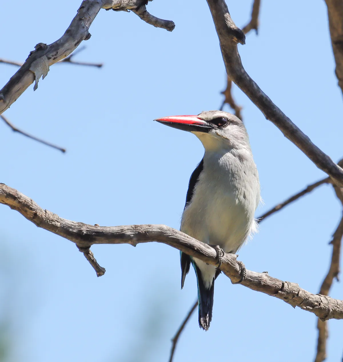 Woodland Kingfisher