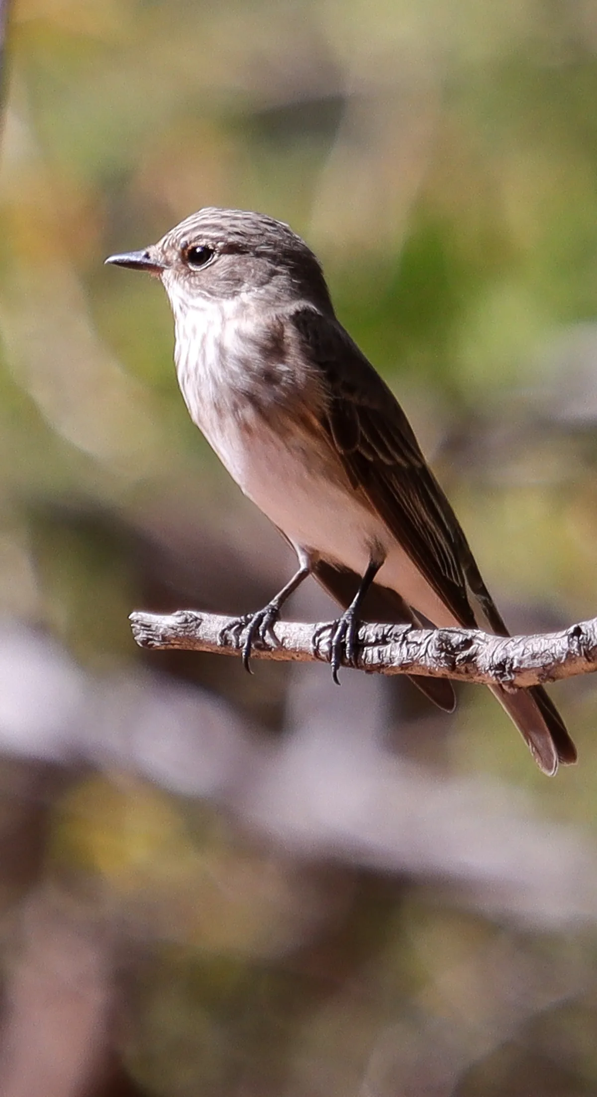 Spotted flycatcher