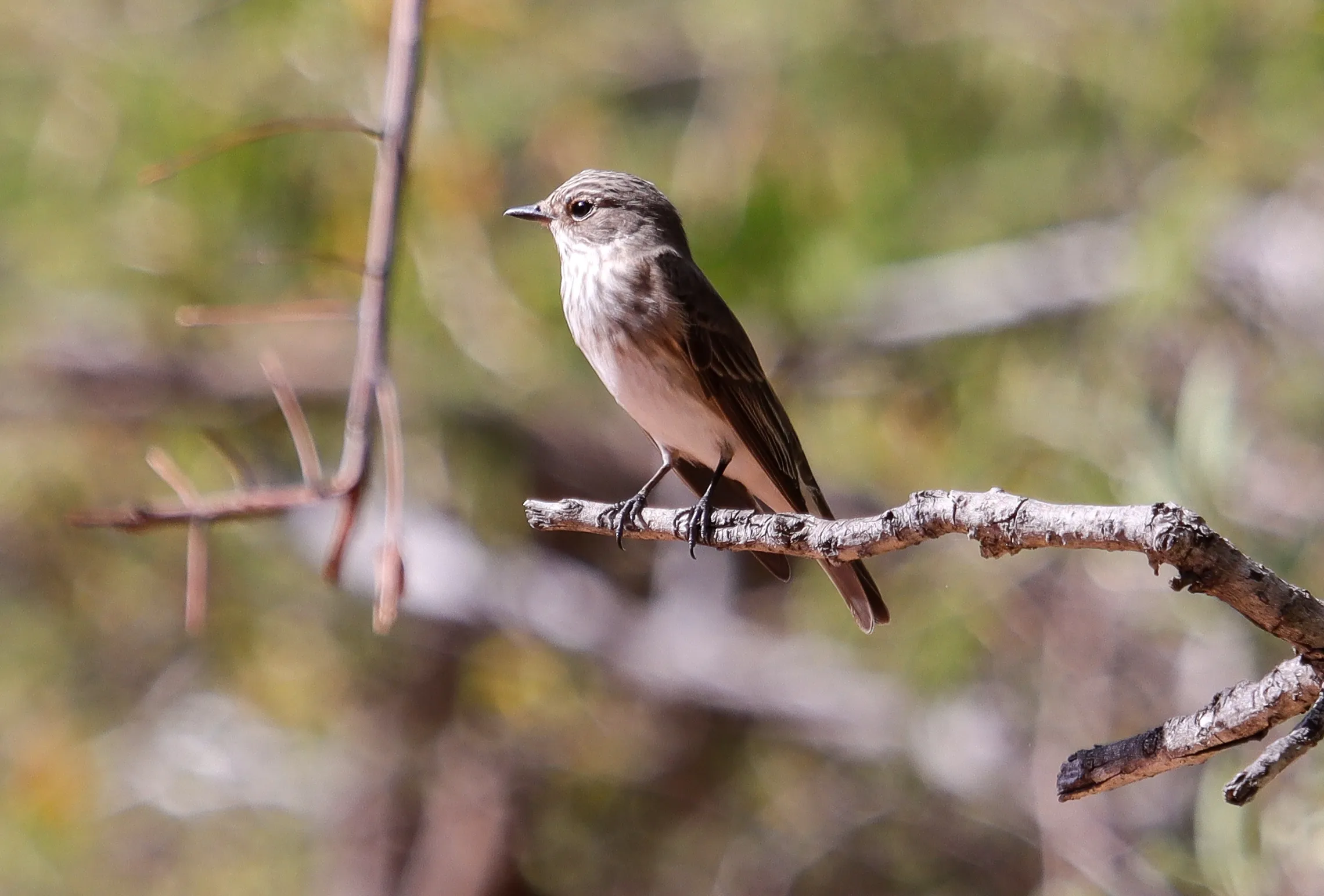 Spotted flycatcher