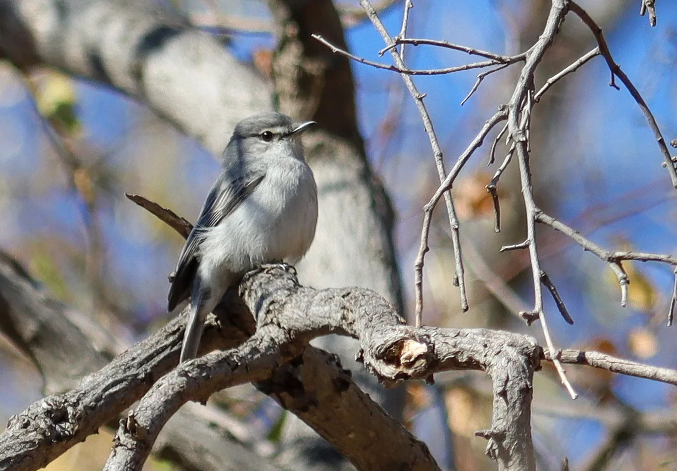 Ashy flycatcher