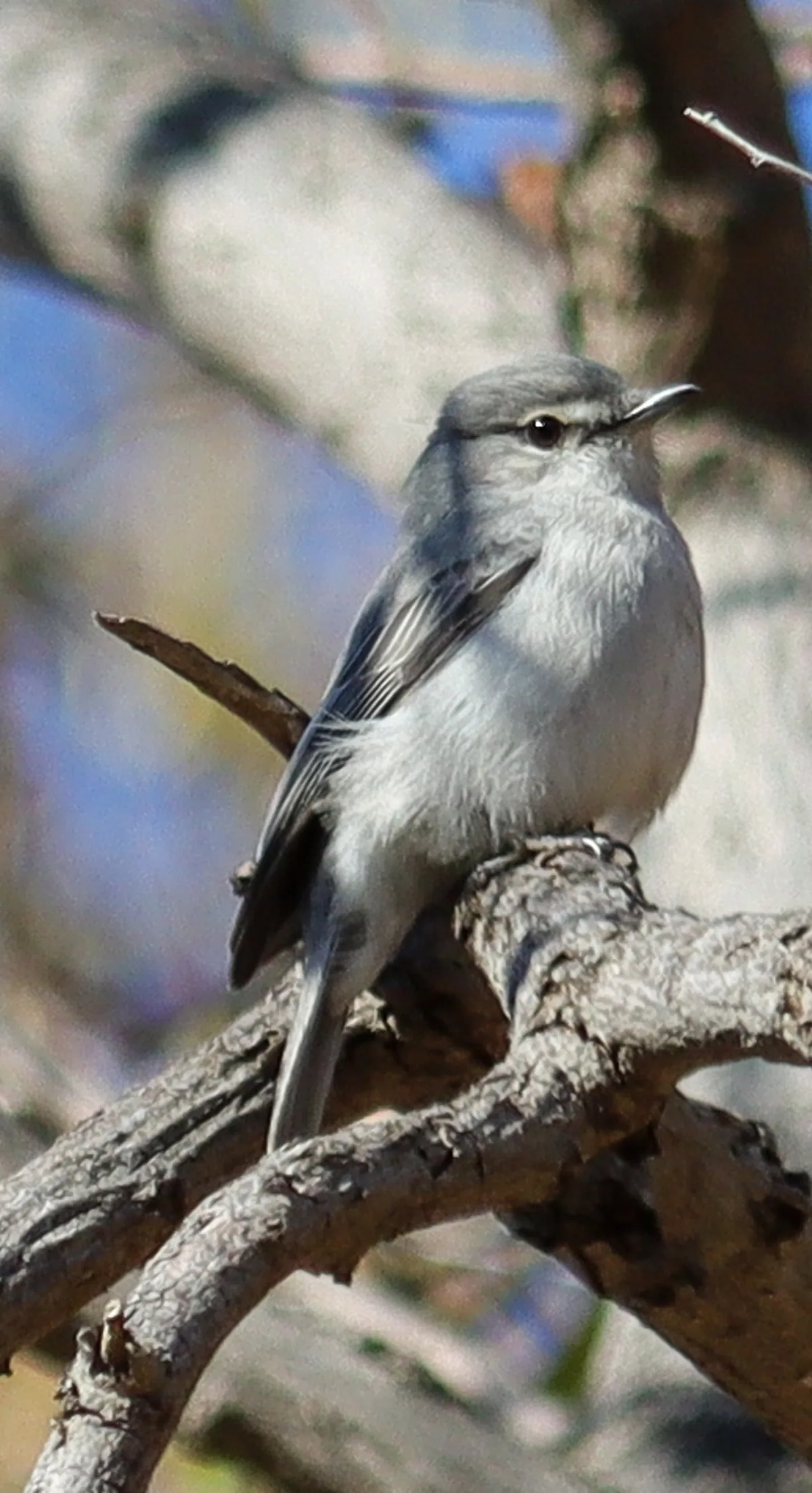 Ashy flycatcher