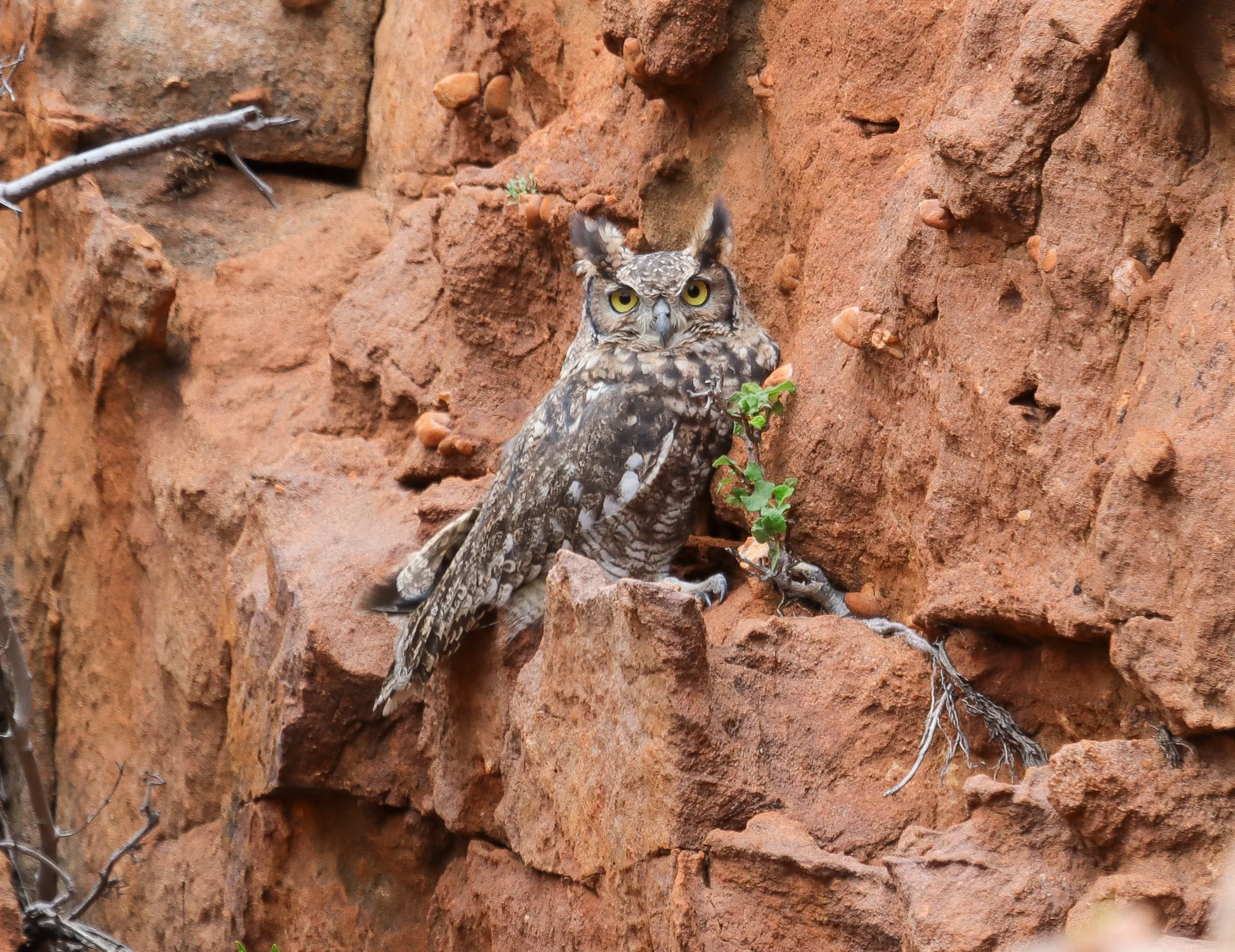 Spotted eagle-owl