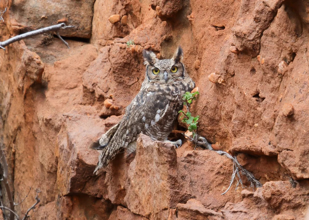 Spotted eagle-owl