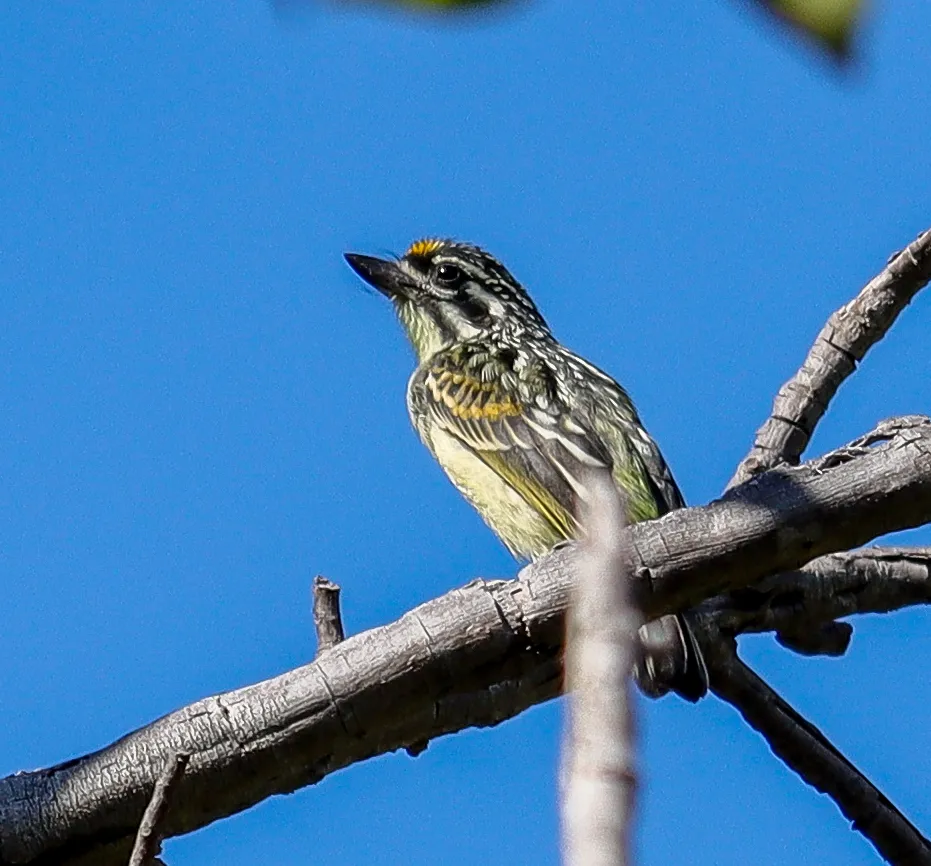 Yellow-fronted tinkerbird