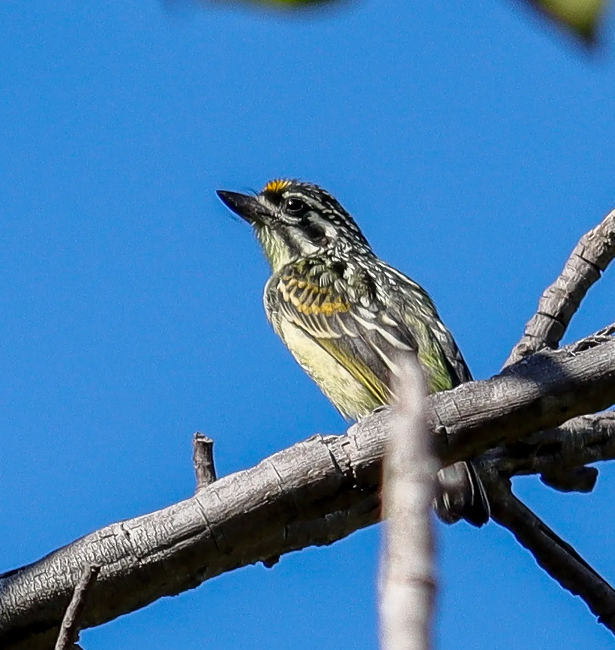 Yellow-fronted tinkerbird