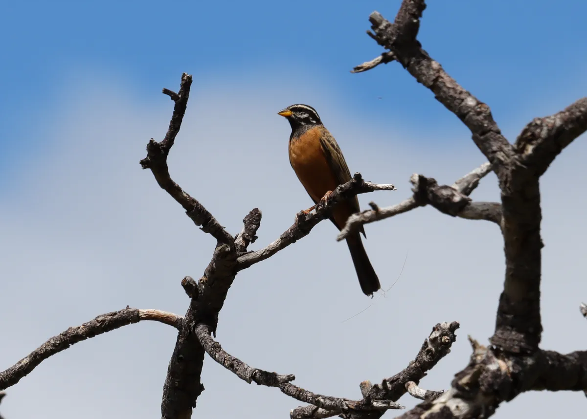 Cinnamon-breasted Bunting