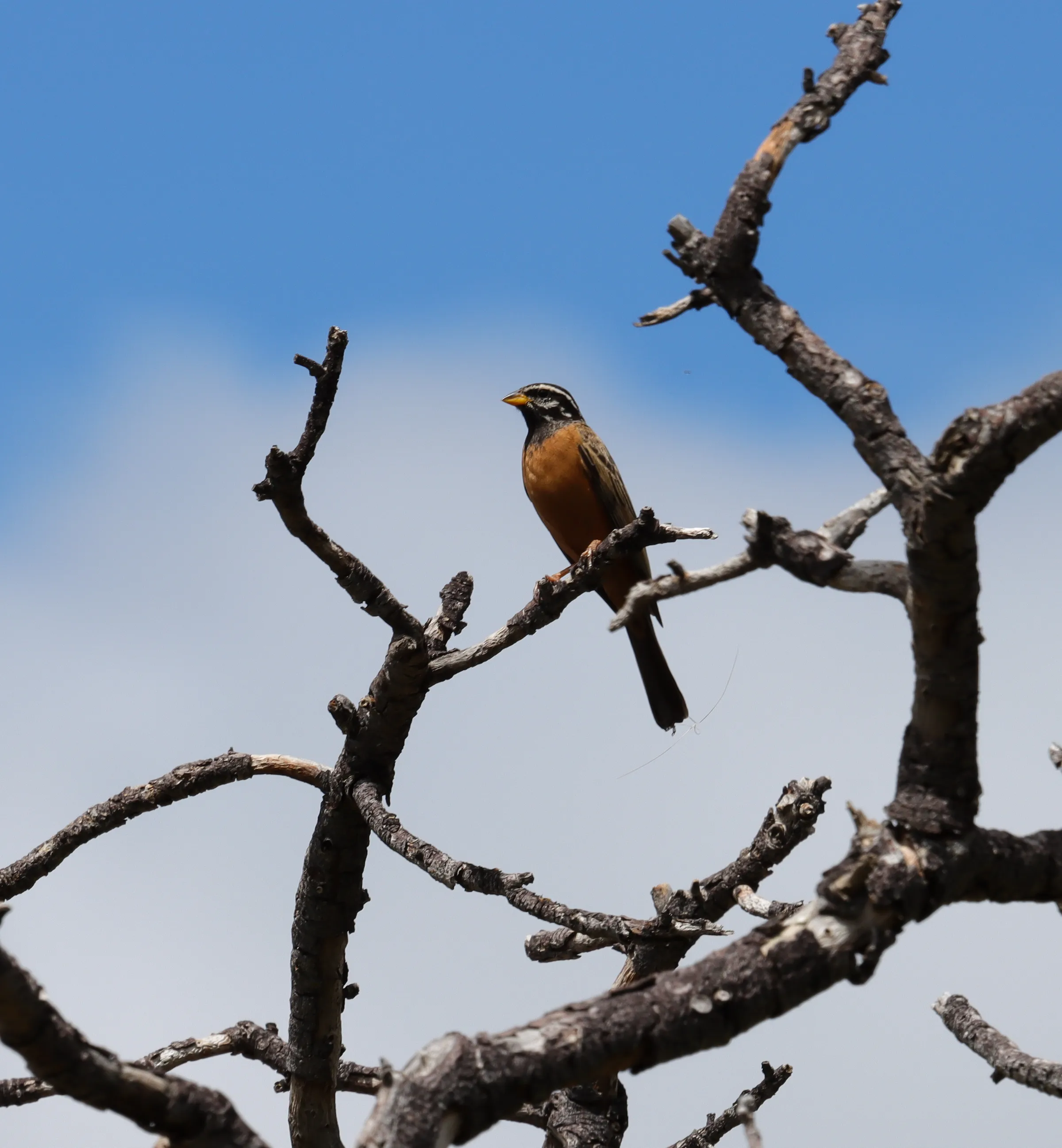 Cinnamon-breasted Bunting