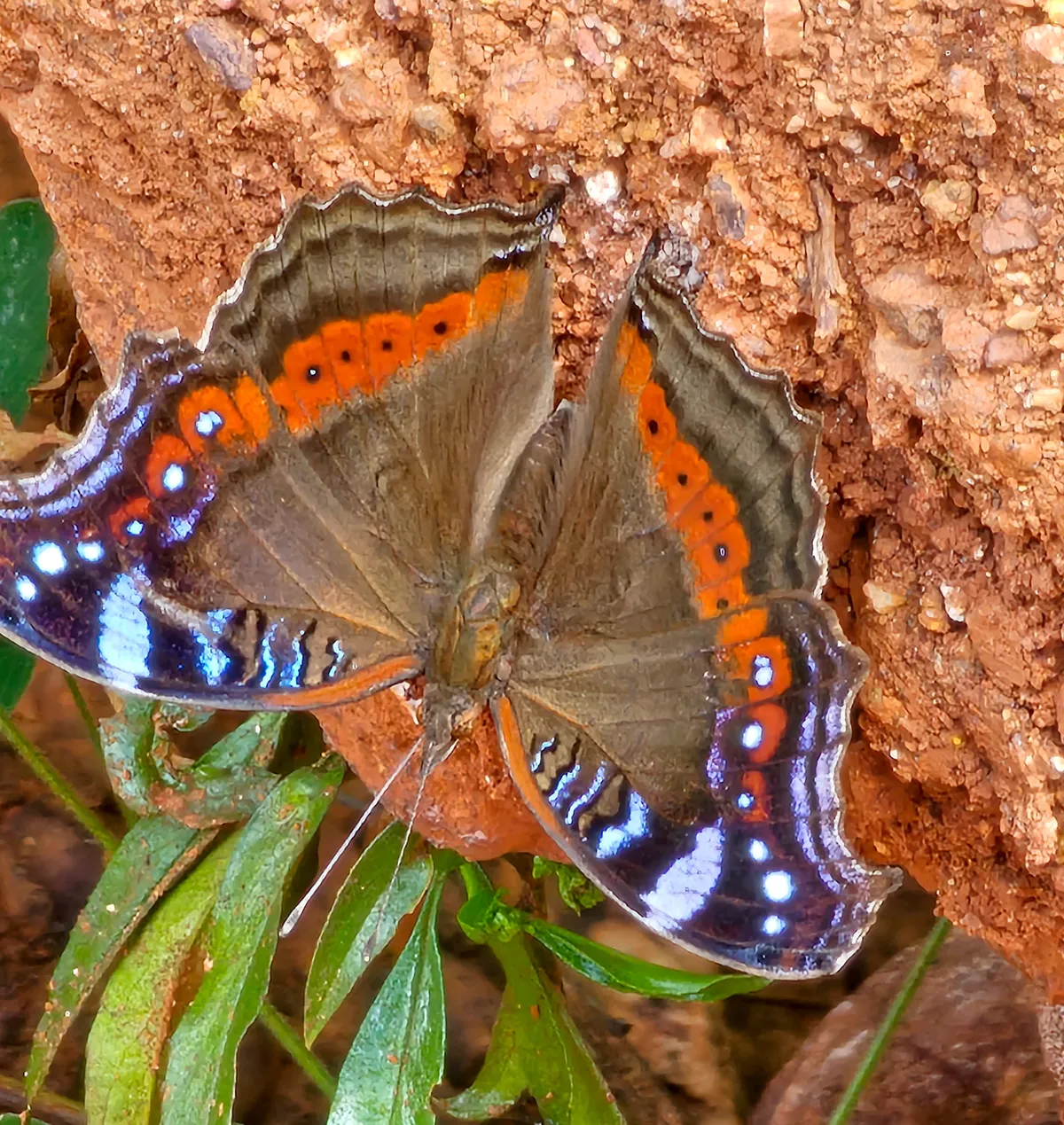 Copy of Butterflies 1