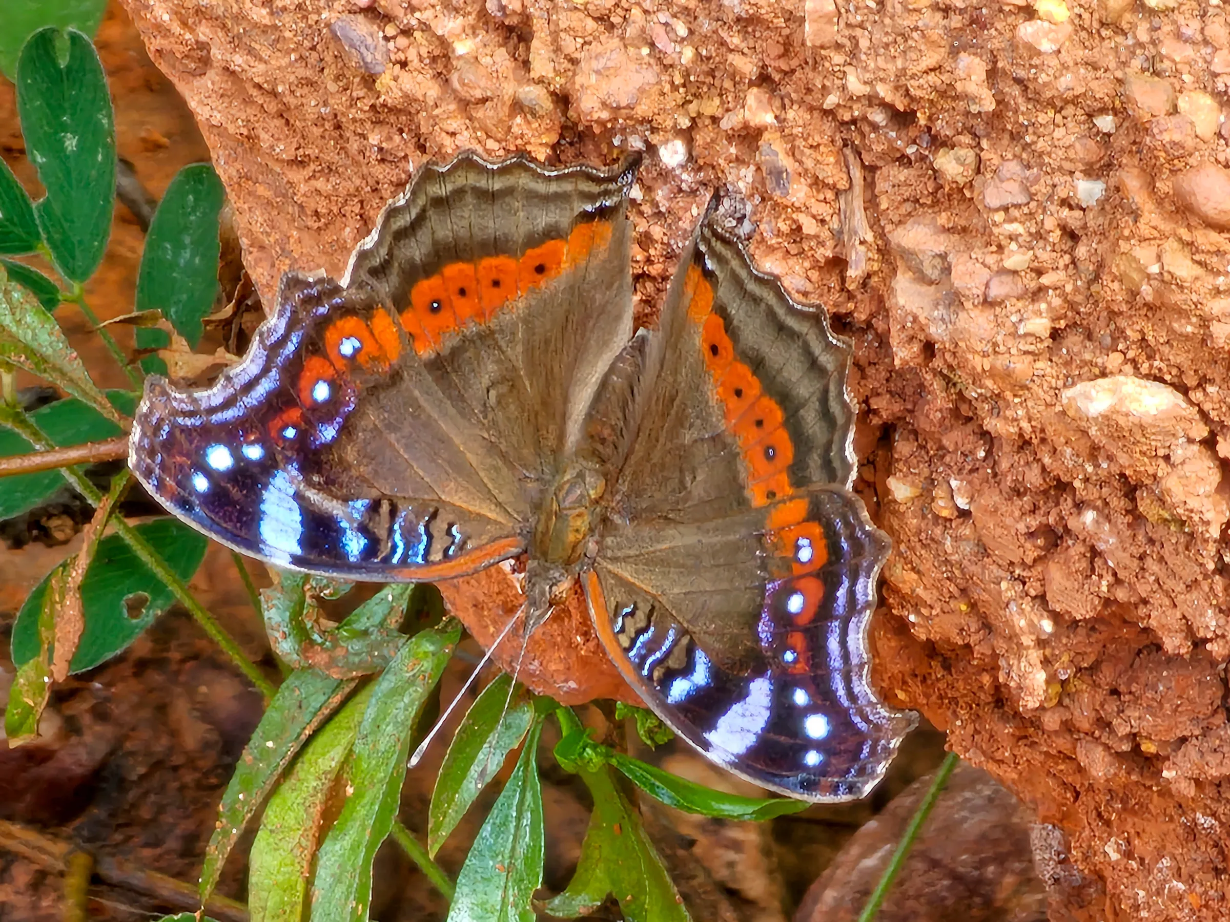 Copy of Butterflies 1