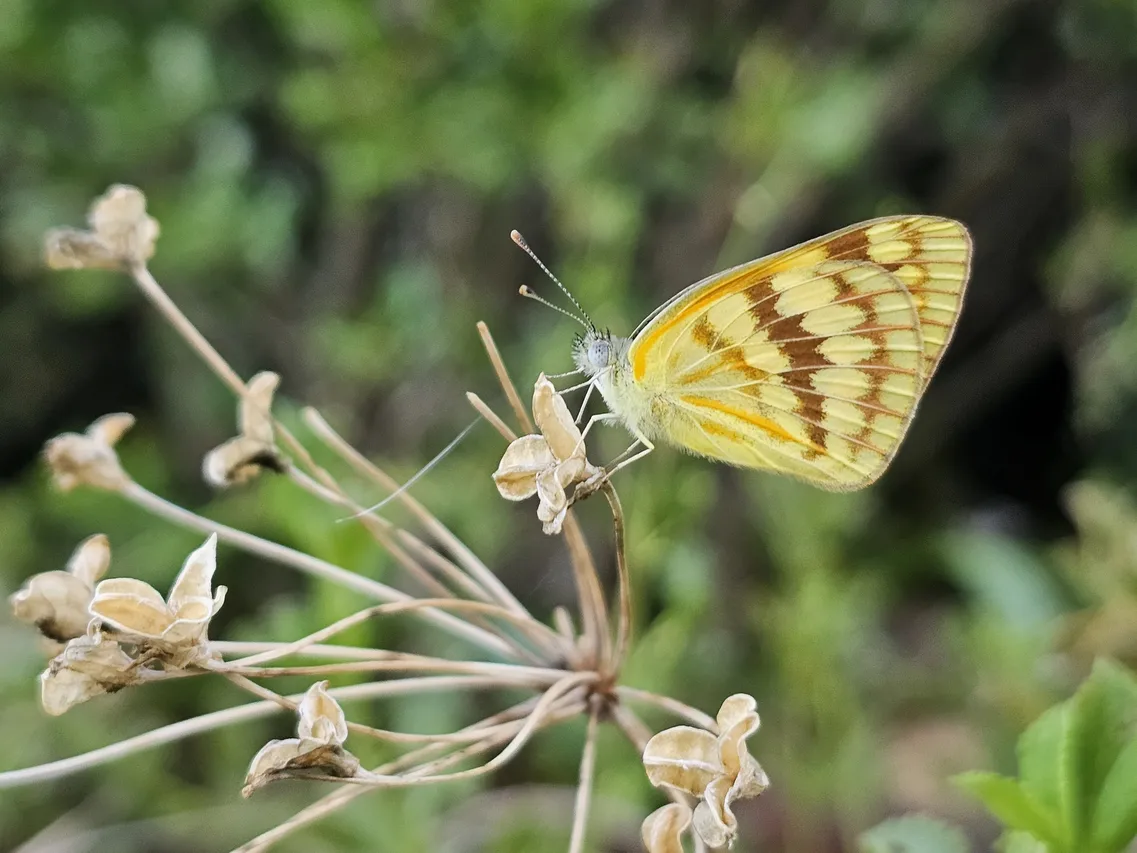 Copy of Butterflies 2