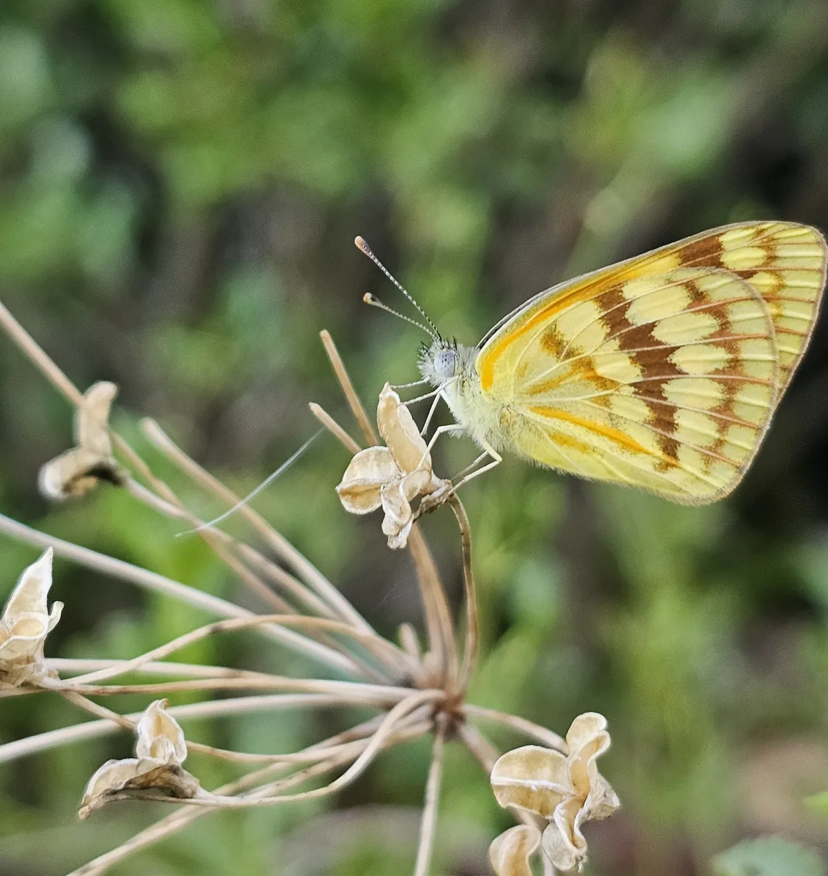 Copy of Butterflies 2