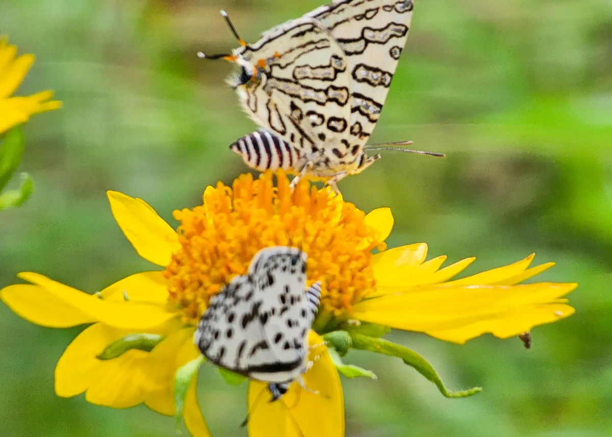 Copy of Butterflies 3