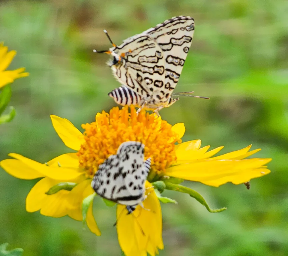 Copy of Butterflies 3