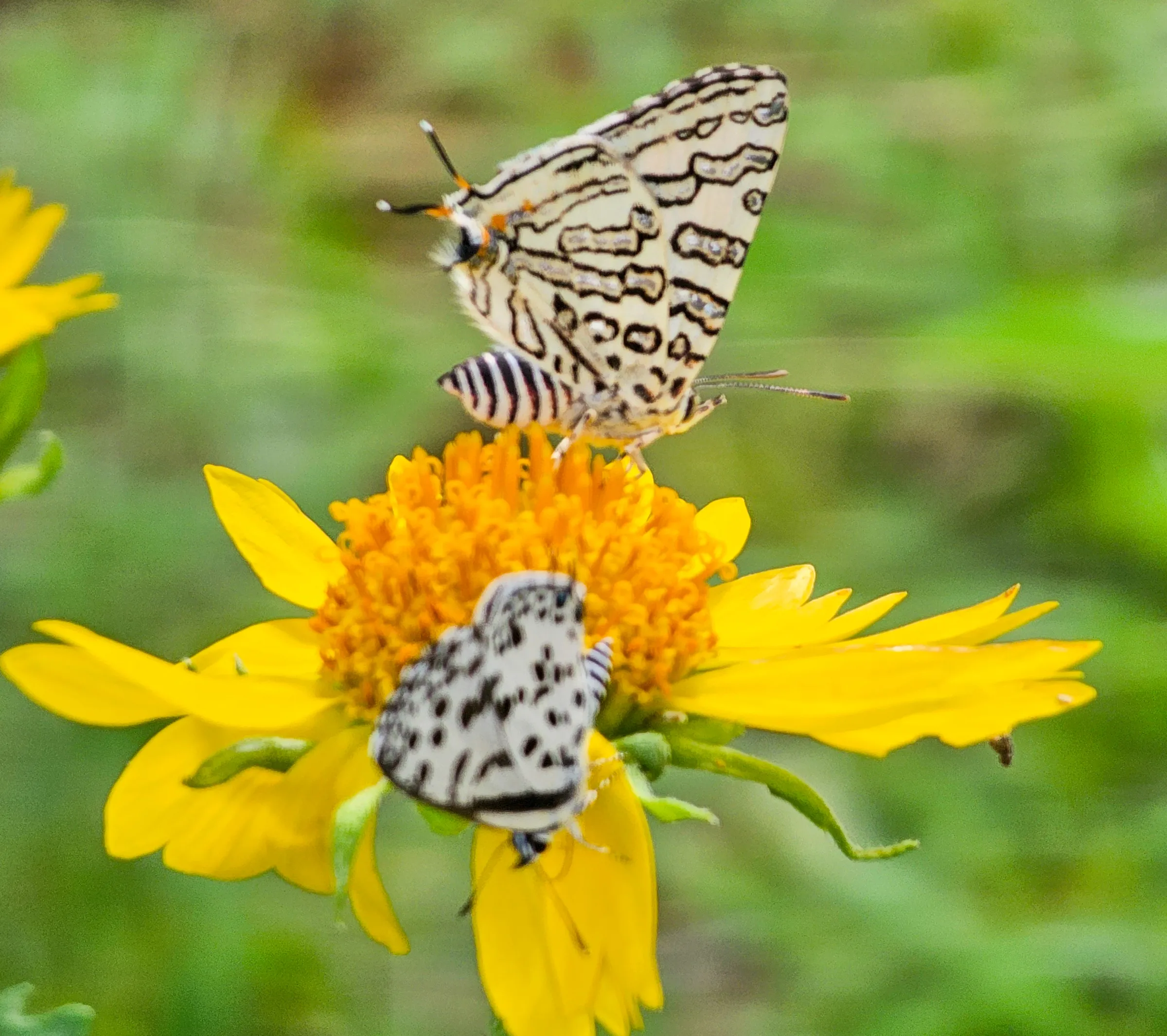 Copy of Butterflies 3